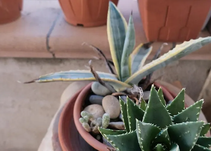 La Casa Del Tulipano *